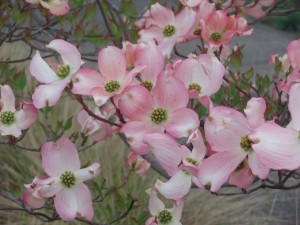 A closeup of pink dogwood blossoms