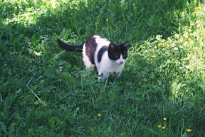 A picture of Lemon standing in the grass, summer 2001