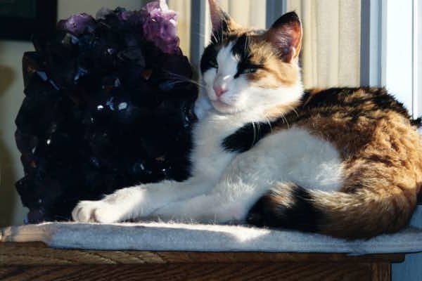 A calico cat sleeping beside a large amethyst crystal